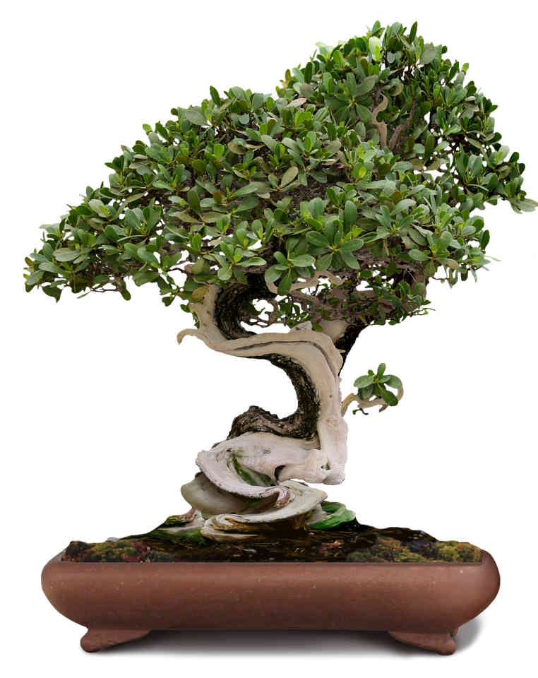 image of bonsai tree